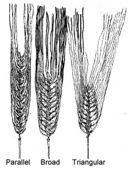 Barley spikes. Description follows.