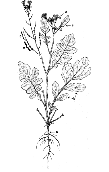 Diagram – cultivated radish plant. Description follows.
