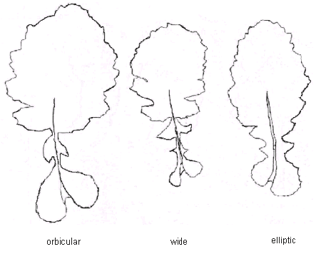 Diagram – lyrate leaves. Description follows.