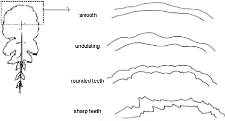 Diagram – shape of the leaf margin. Description follows.