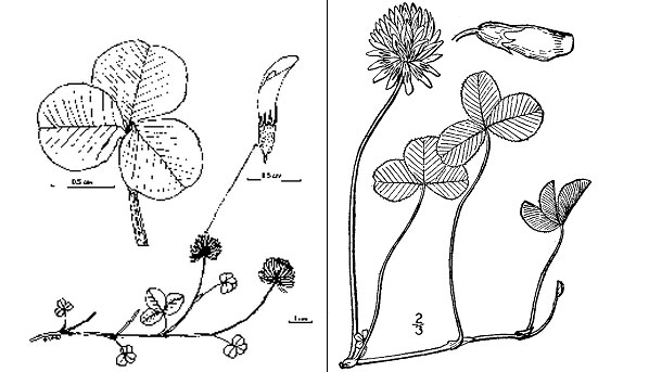Diagram of white clover plant. Description follows.