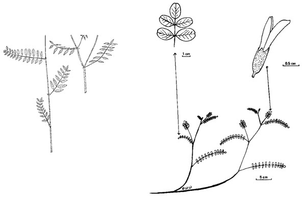 Diagram of cicer milkvetch plant. Description follows.
