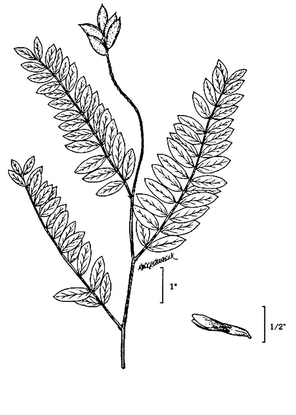 Diagramme de la plante de l'astragale du Canada. Description ci-dessous.