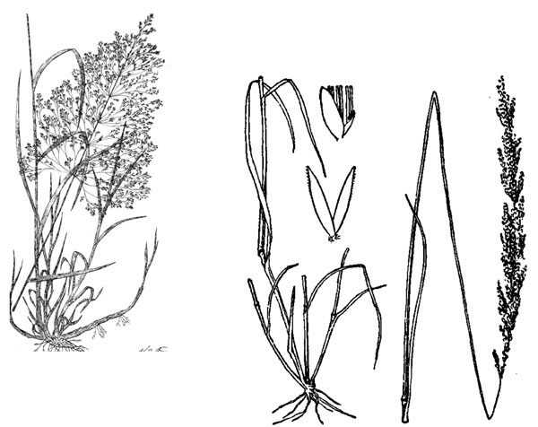 Diagram of creeping bentgrass plant. Description follows.