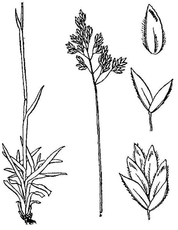 Diagram of alpine bluegrass plant. Description follows.