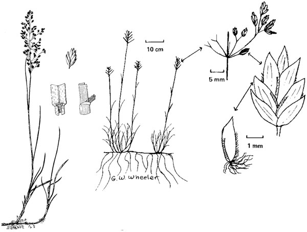 Diagram of Kentucky bluegrass plant. Description follows.