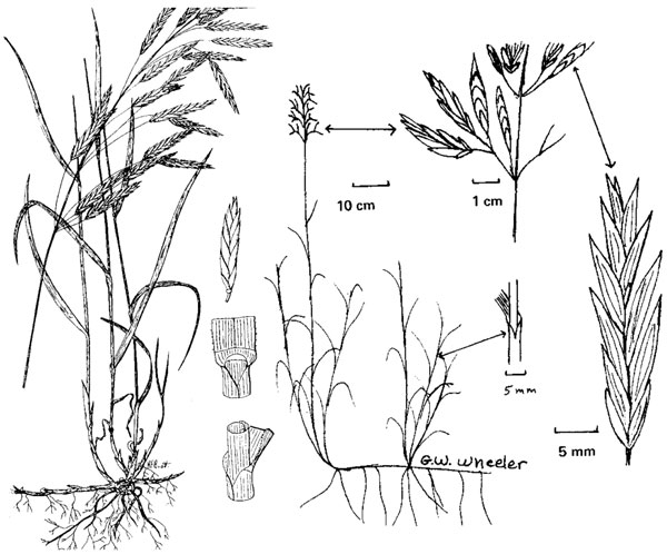 Diagram of smooth bromegrass. Description follows.