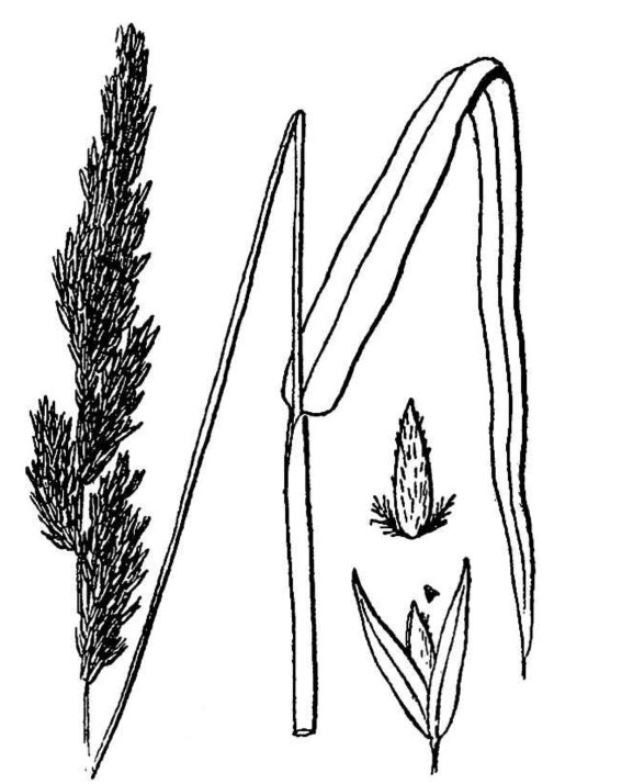 Diagram of reed canarygrass. Description follows.