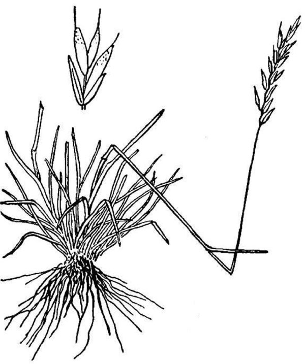 Diagram of alpine fescue. Description follows.