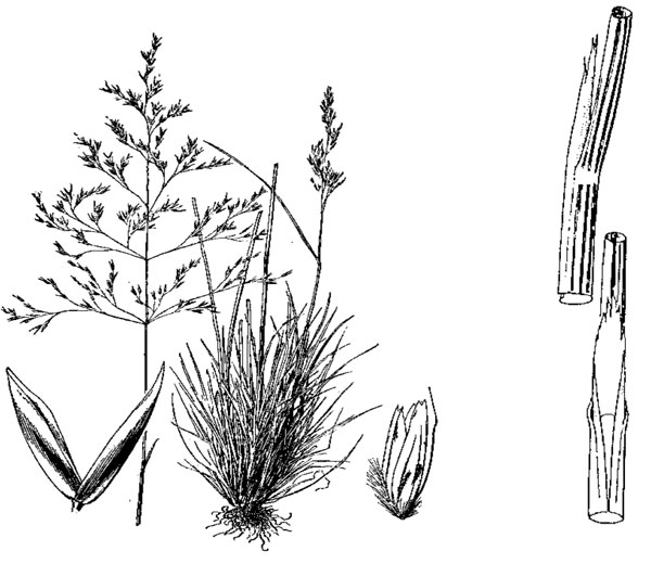 Diagram of tufted hairgrass. Description follows.