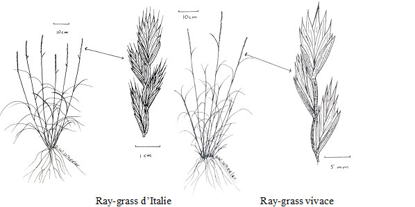 Diagramme des ray-grass. Description ci-dessous.