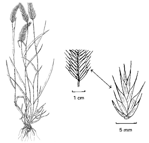 Diagram of crested wheatgrass. Description follows.