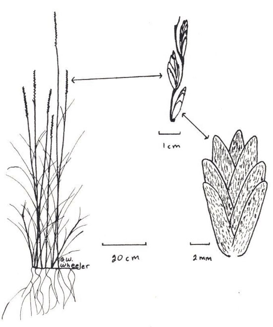 Diagram of pubescent wheatgrass. Description follows.