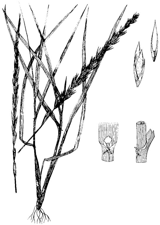 Diagram of altai wildrye. Description follows.