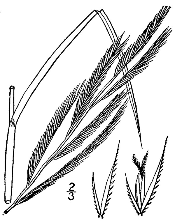 Diagram of prairie cordgrass. Description follows.