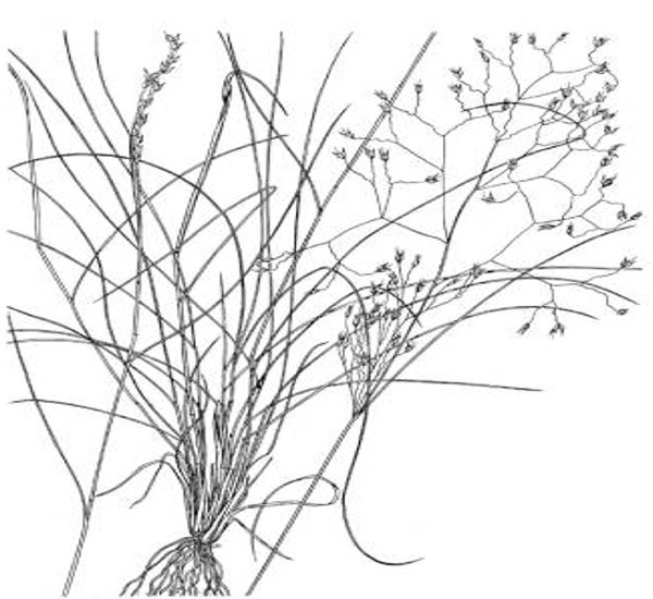 Diagram of Indian ricegrass. Description follows.