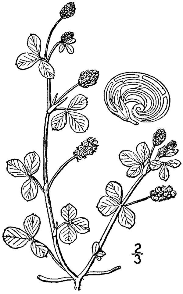 Diagramme de la plante de la lupuline. Description ci-dessous.
