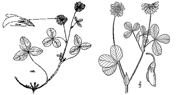 Diagram of alsike clover plant. Description follows.