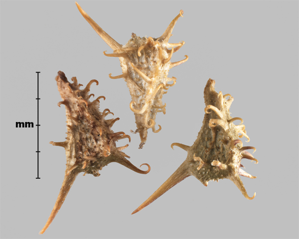 Photo - Espèce semblable : Acanthospermum humile, akènes