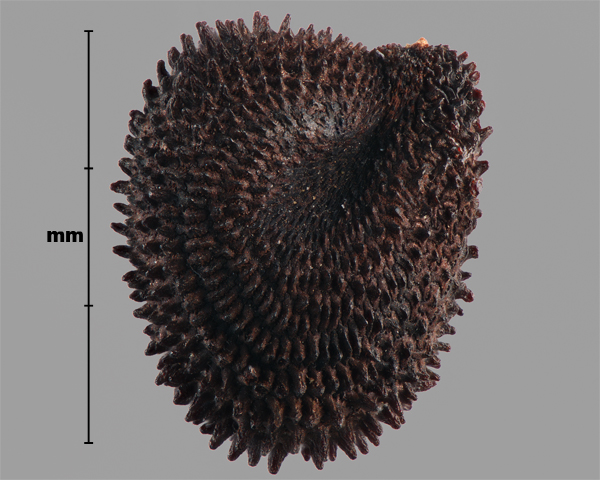 Photo - Nielle (Agrostemma githago), graine (vue de côté)