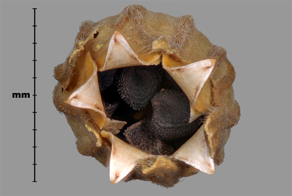 Photo - Nielle (Agrostemma githago), graines dans leur capsule