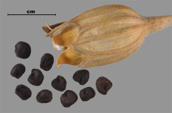 Photo - Nielle (Agrostemma githago), graines et capsule