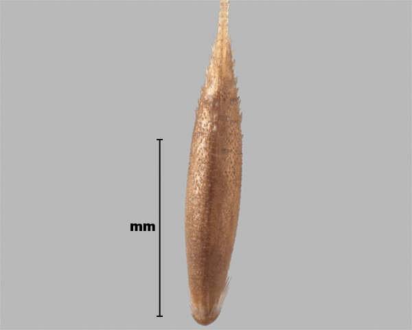 Photo - Interrupted bent-grass (Apera interrupta) seed (showing outer side)