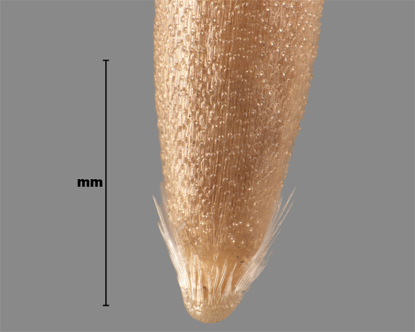 Photo - Silky bent-grass (Apera spica-venti) seed (showing outer side [lemma])