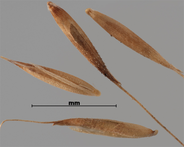 Photo - Silky bent-grass (Apera spica-venti) seeds
