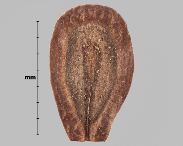 Photo - Espèce semblable : Belle asclépiade (Asclepias speciosa), graine (face interne)