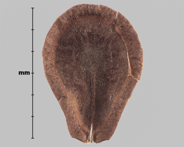 Photo - Espèce semblable : Asclépiade tubéreuse (Asclepias tuberosa), graine (face interne)
