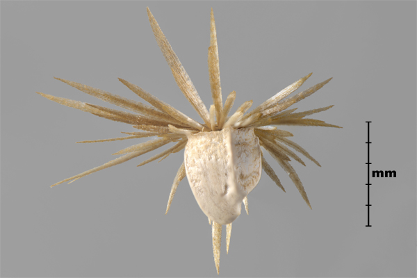 Photo - Carthame laineux (Carthamus lanatus), akène avec pappus