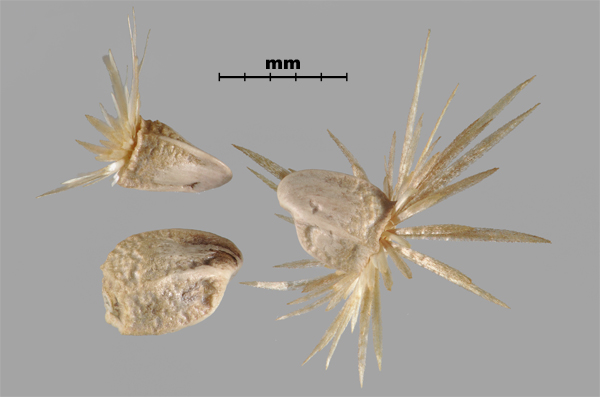 Photo - Carthame laineux (Carthamus lanatus), akènes