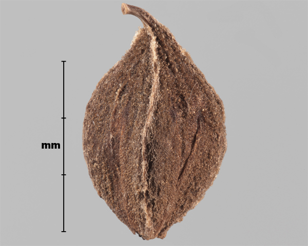 Photo - Renouée liseron (Fallopia convolvulus), akène recouvert de son enveloppe extérieure à texture de papier