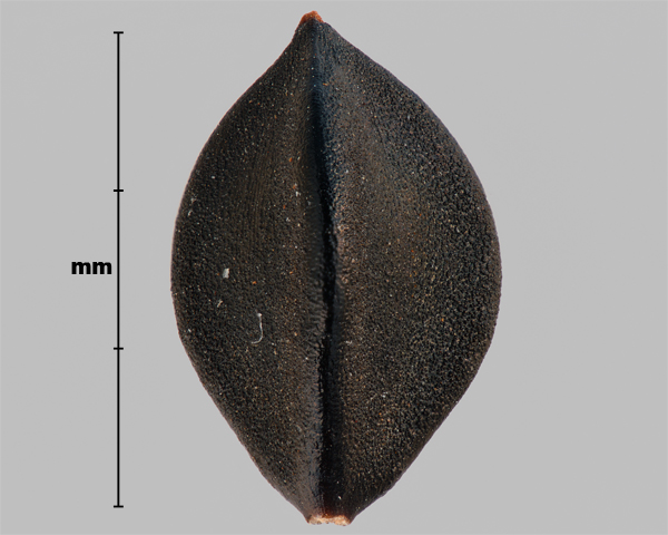 Photo - Wild buckwheat (Fallopia convolvulus) achene without papery covering