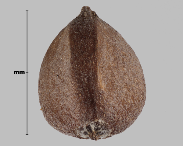 Photo - Wild buckwheat (Fallopia convolvulus) single seed found within achene (fruit)