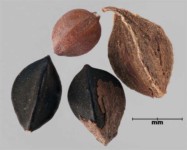 Photo - Wild buckwheat (Fallopia convolvulus) group of achenes and a single seed