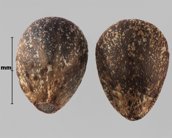 Photo - Espèce semblable : galéopside remarquable (Galeopsis speciosa), nucules (face interne à gauche, face externe à droite)