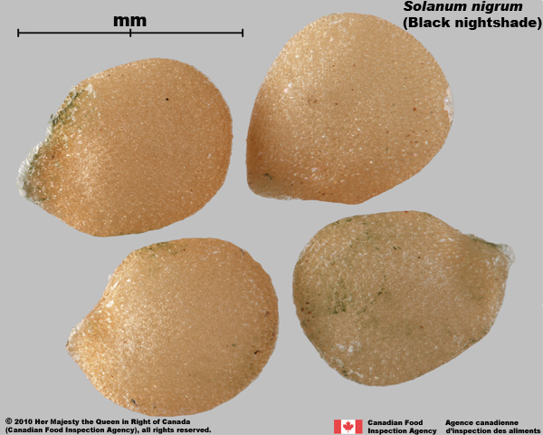 Photo - Similar species: Black nightshade (Solanum nigrum) seeds