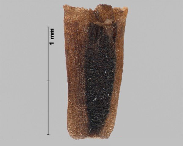Photo - False mayweed (Tripleurospermum maritimum subspecies Maritimum) seed (showing 3 ribs)