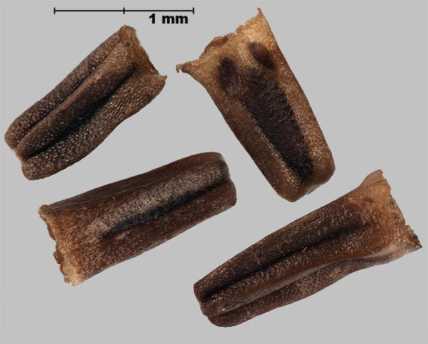 Photo - False mayweed (Tripleurospermum maritimum subspecies Maritimum) seeds