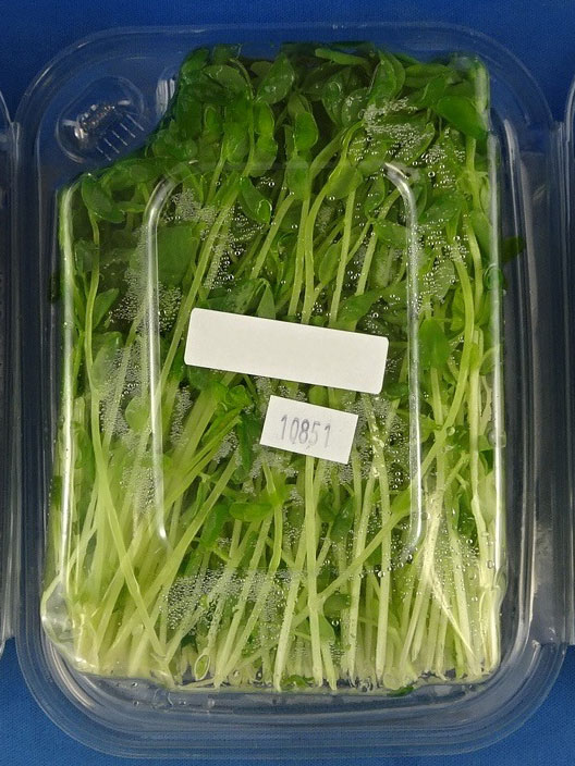 GPM Pea Shoots – 100 grams (back - image 2)